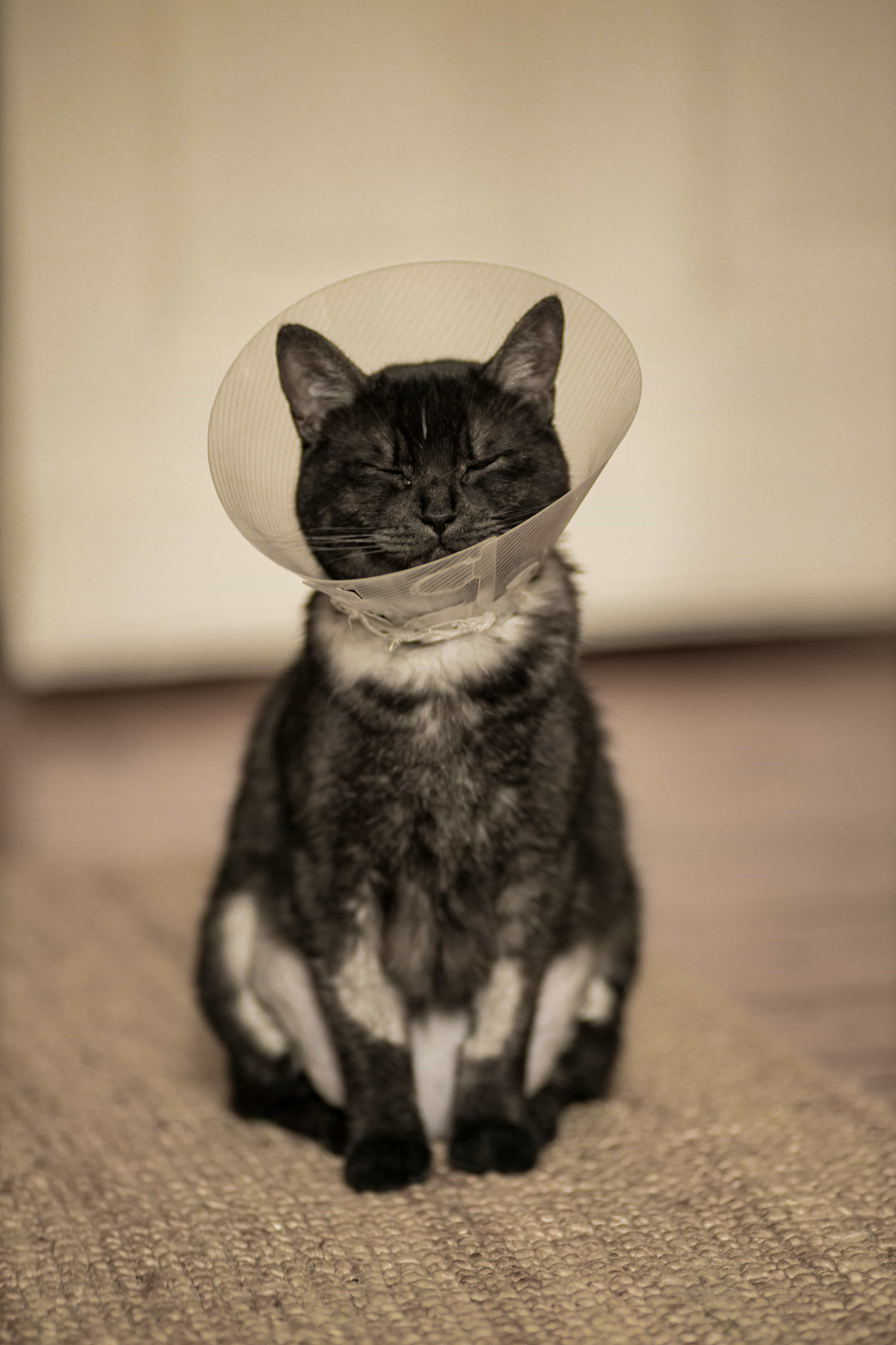 Kattförsäkring – vad ska man tänka på?