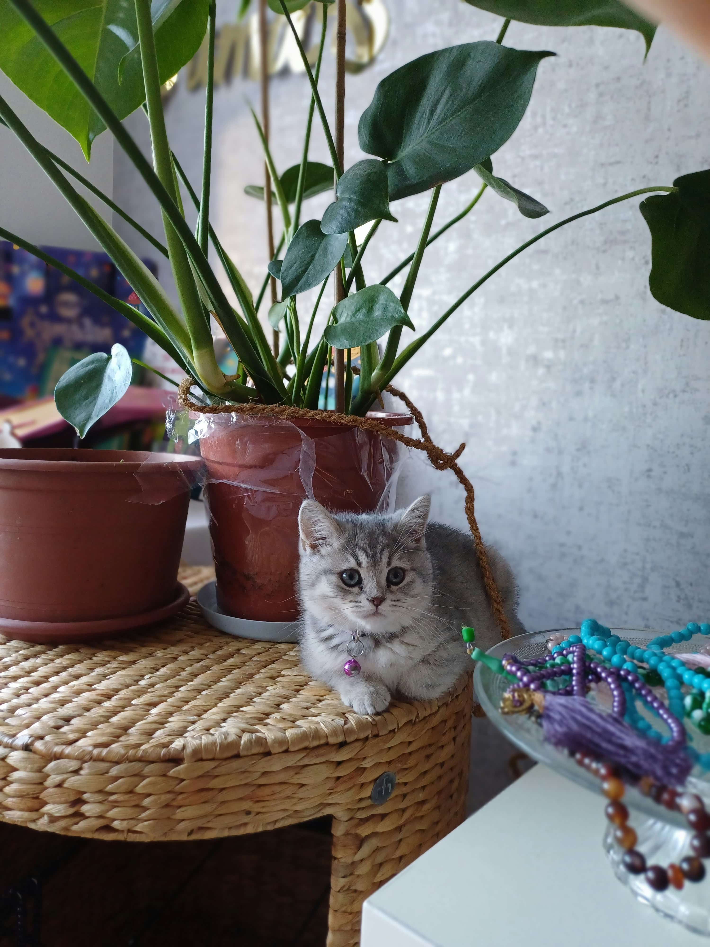 Vad du inte vill glömma när du hämtar hem en kattunge