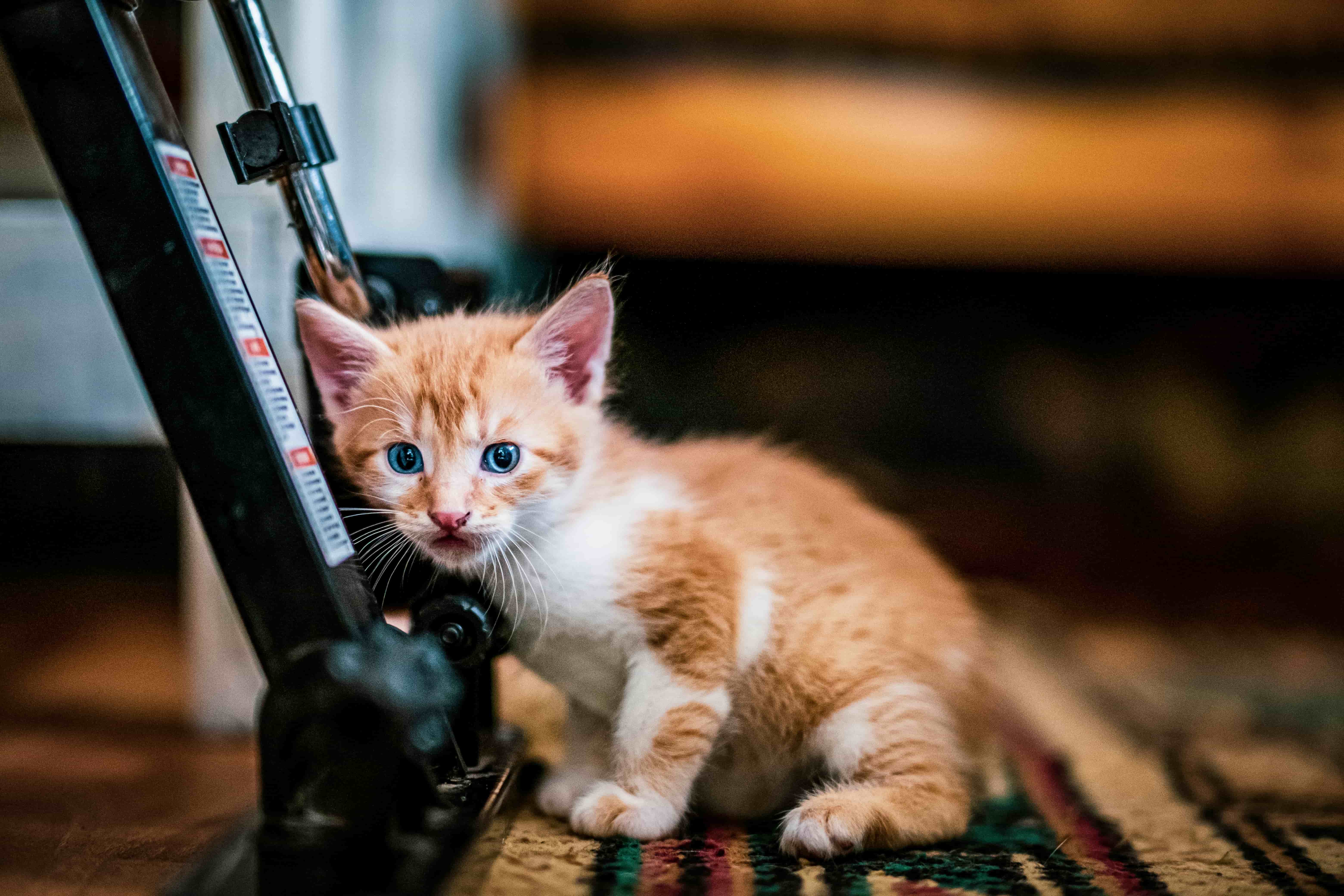 Gör hemmet kattunge-säkert