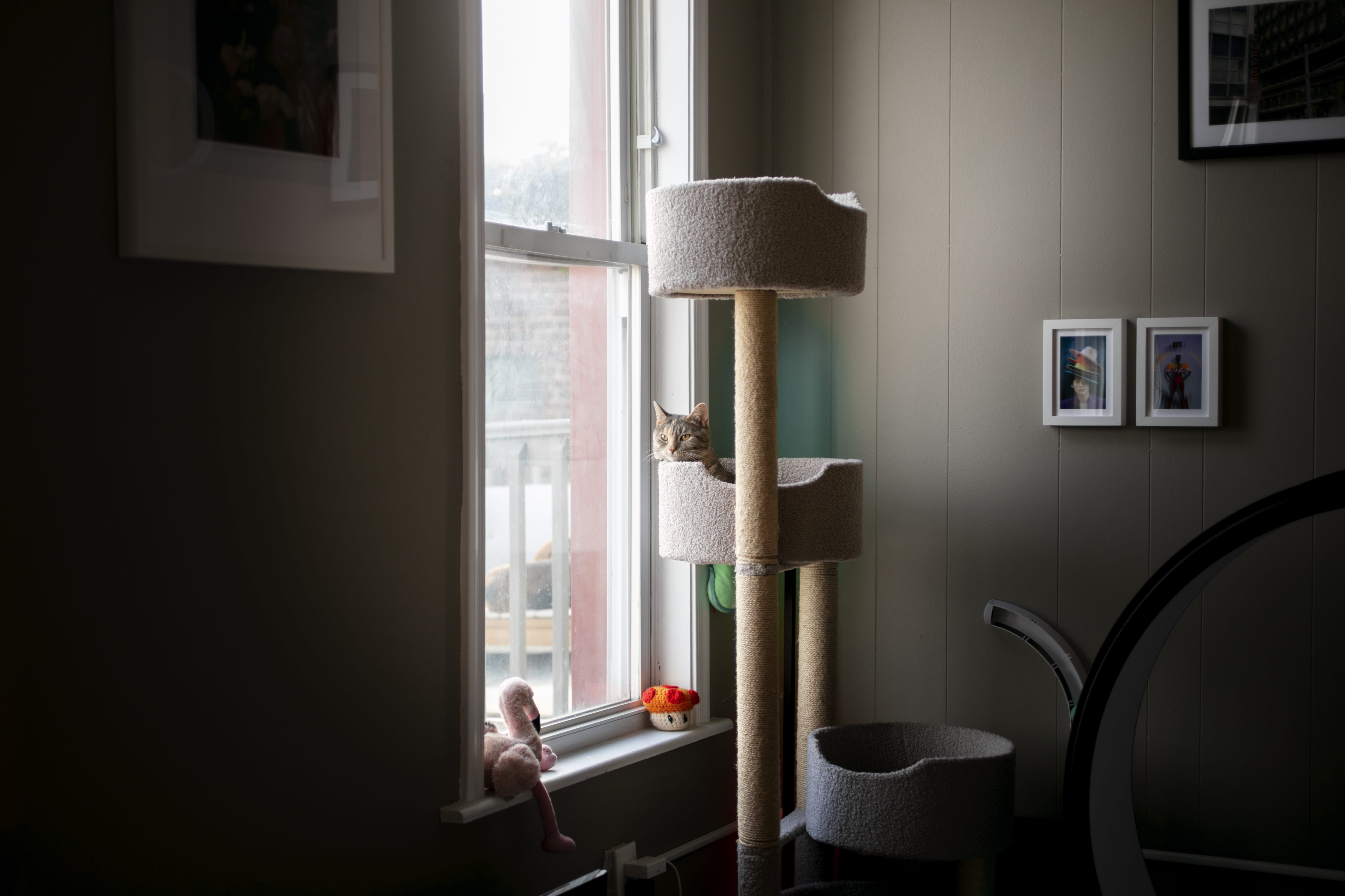 Kattmiljö och förberedelser